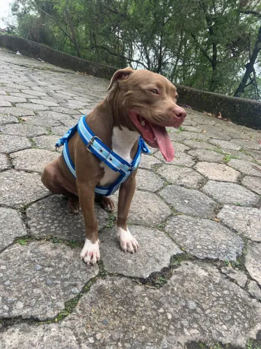Vendo filhote de pit monster 