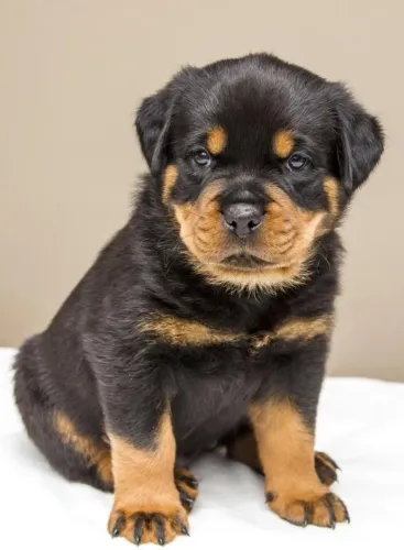 Rottweiler Filhotes Padrão Europeu.