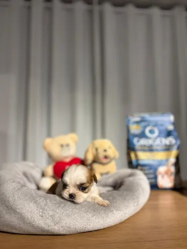 Shih Tzu machos 