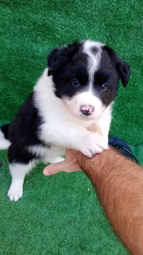 Filhote de Border Collie macho