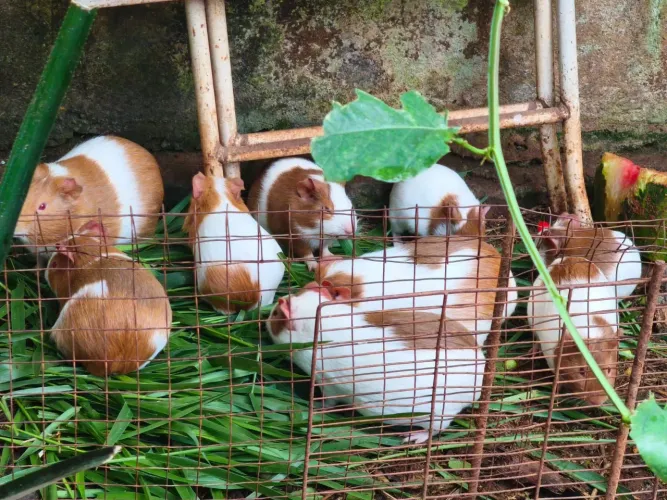 Porquinho da Índia
