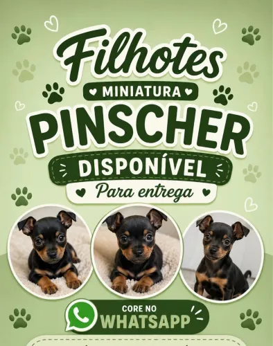 Miniatura Pinscher