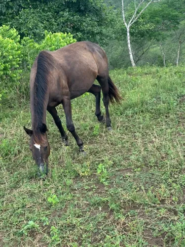 Égua a venda ou troca