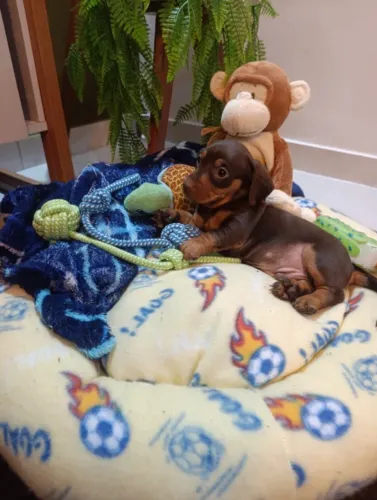 Cachorrinhos Dachshund ( salsicha) 