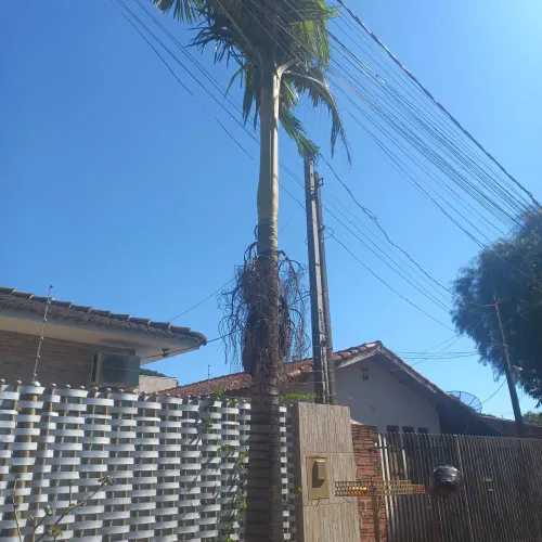Vende uma palmeira imperial  6 a7 metros  retirar no local  sarandi telefone *