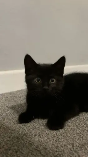 Adoto gatinho