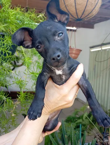 Pinscher macho n° 1 2 meses