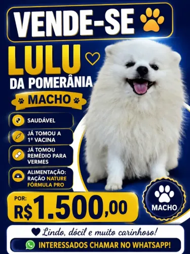 Vende-se Lulu da pomerania