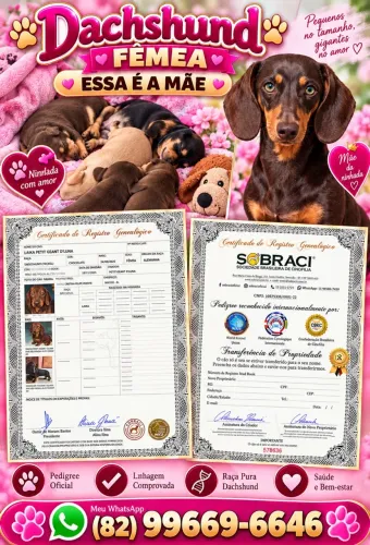Cachorro Dachshund