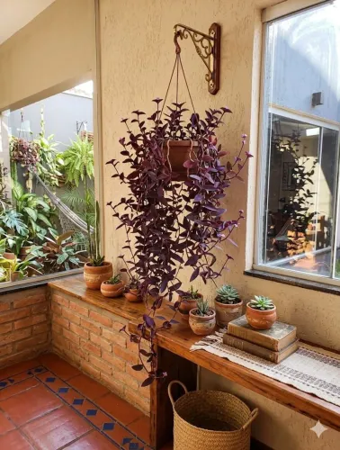 Planta Lambari roxo