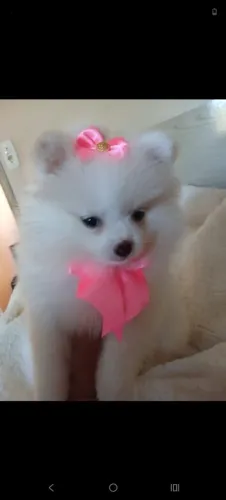 Spitz alemão 