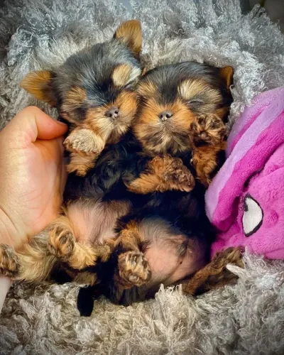 Yorkshire Terrier - Amor De Quatro Patas Procurando Uma Família 