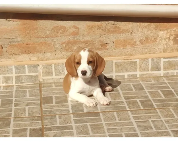 Raríssimo - gene recessivo - beagle bicolor