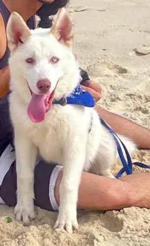 Husky Siberiano