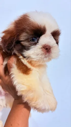 Shih Tzu MACHO
