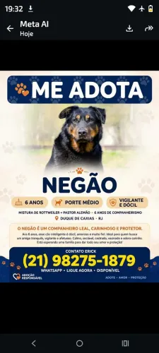 doação de cachorro
