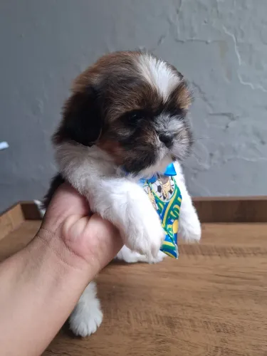 Shitzu machinho tricolor