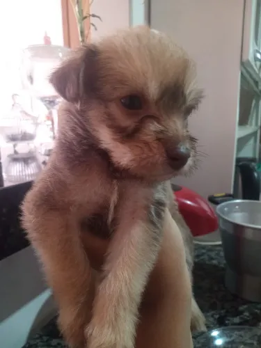  A cachorra Shitzu 