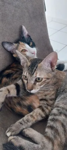 Doa-se gatas 9 meses junto com acessórios