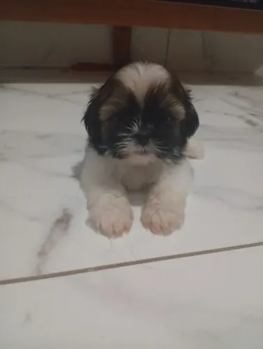Shitzu mini