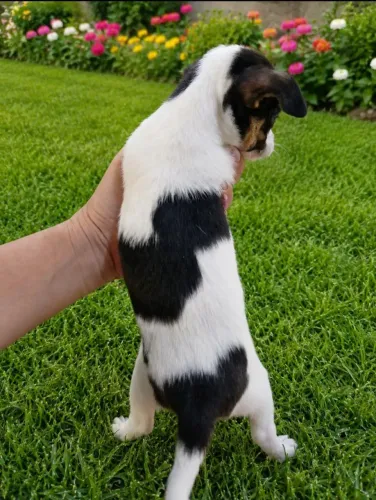 Chihuahua fêmea pelo curto