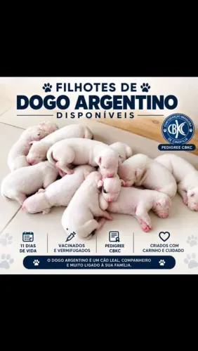 Lindos filhotes de dogo argentino!!!