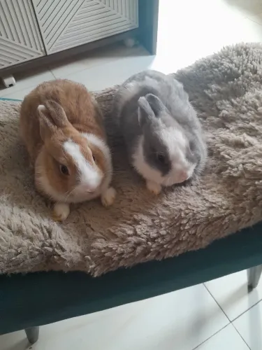 Mine Coelhos Netherland 