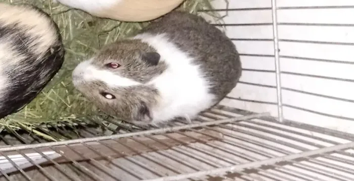 Porquinho da índia macho e fêmeas disponível para venda 35 reais filhotes 45 adulta 