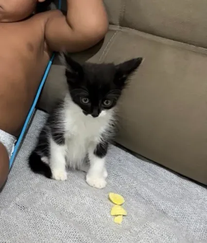 Gatinho macho