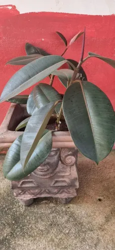 Muda de Planta Ficus Elástica