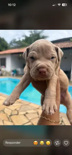 Filhotes de pit bull legitimo