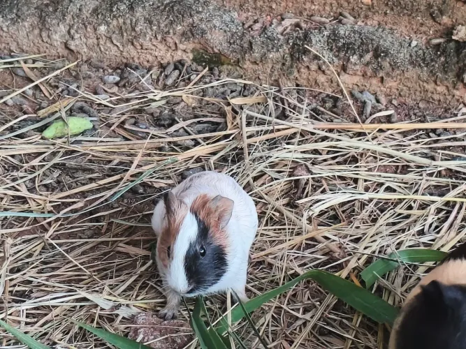 Porquinho da india