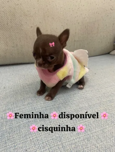 Chihuahua chocolate fêmea