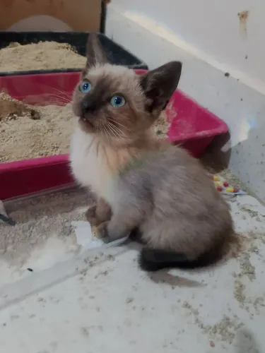 Gatinho para adoção