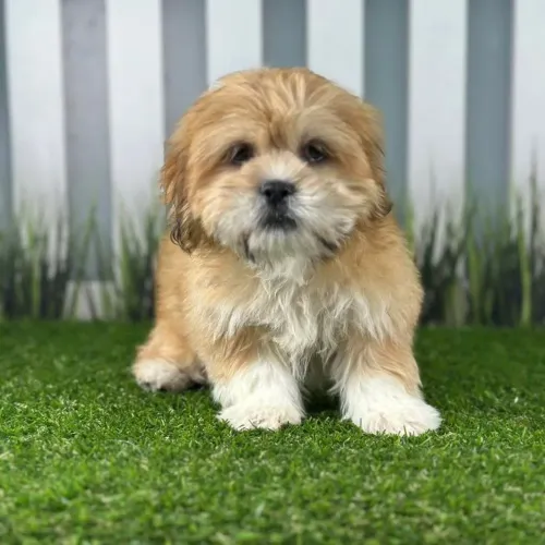 Lindo filhote de Lhasa Apso macho