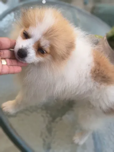 Spitz alemão
