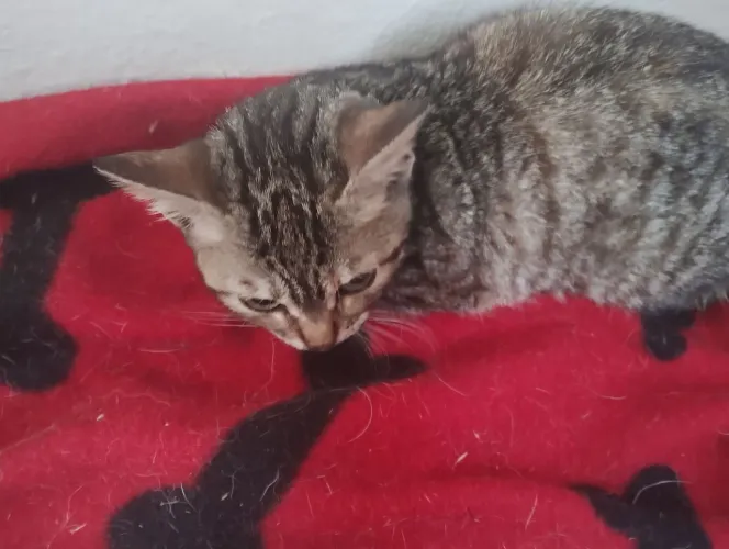Doação gatinha 2 mês