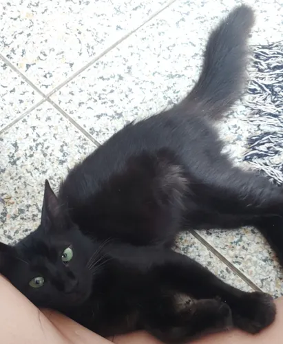 Gatinho de pelo longo muito tranquilo disponível para adoção responsável