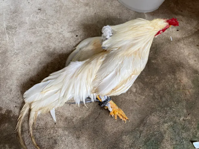 Garnizé (galinho Zé) 