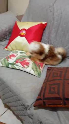 Shitzu machos