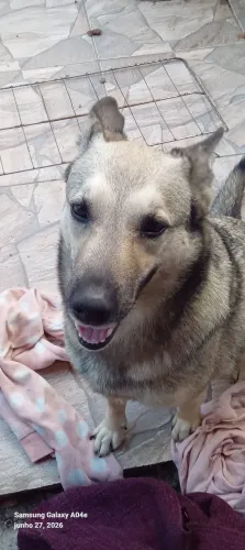 Doa-se cachorro pastor  da mantiqueira  nome Magali tem 4 anos possui  carteira de  va