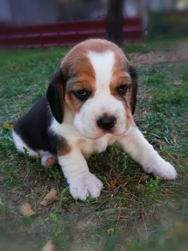 Beagle cheio de energia