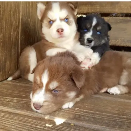 Husky siberiano lindos filhotes