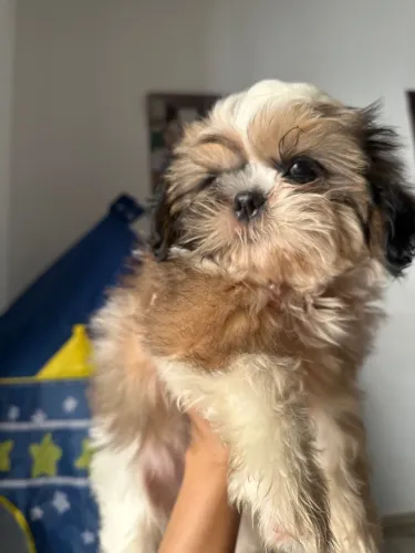Shihtzu macho