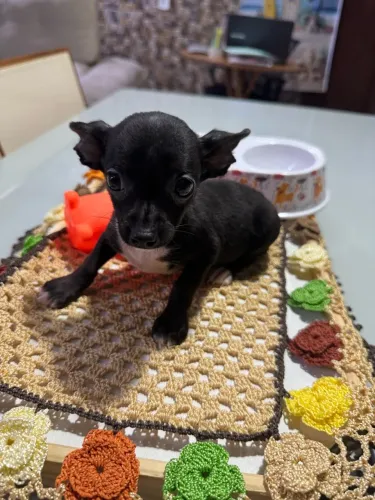 Pinscher filhote fêmea (zero ) 3 meses