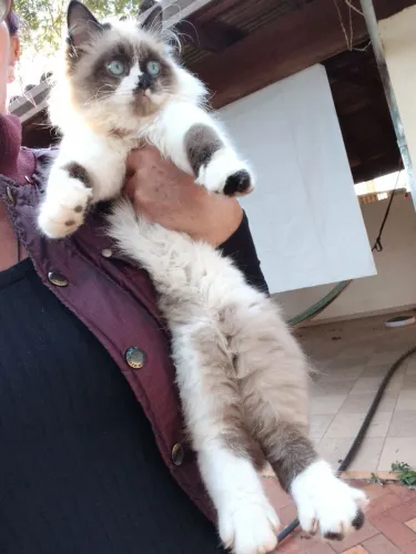 Gato ragdoll 