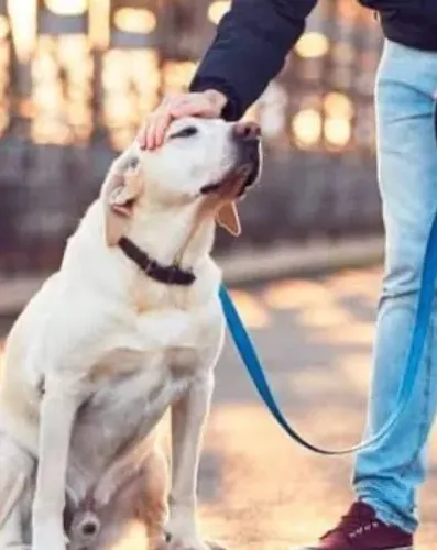 Cuido do seu cachorro