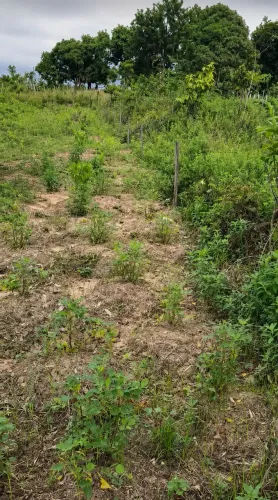 Terreno parque verde 2