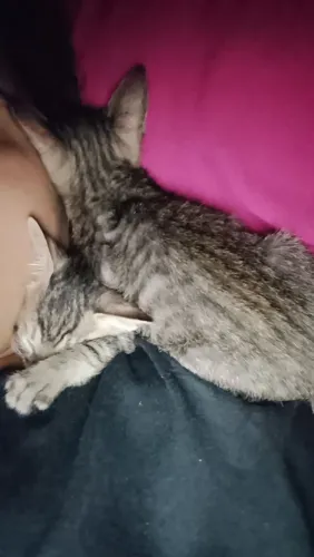 Gato pra doação 