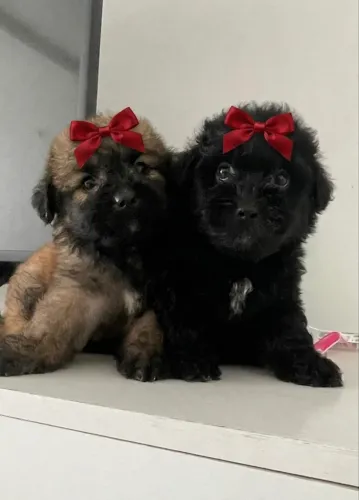 Poodle fêmeas
